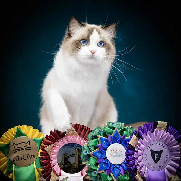one-photo-studio-animal-photography