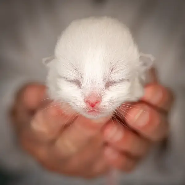 one-photo-studio-animal-photography11