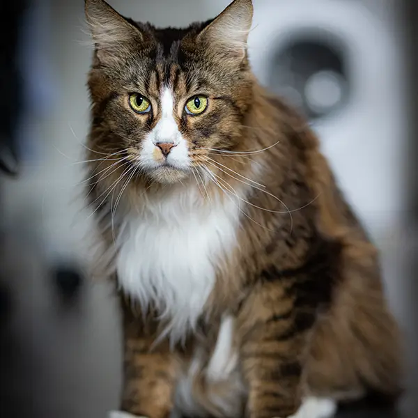 one-photo-studio-animal-photography12