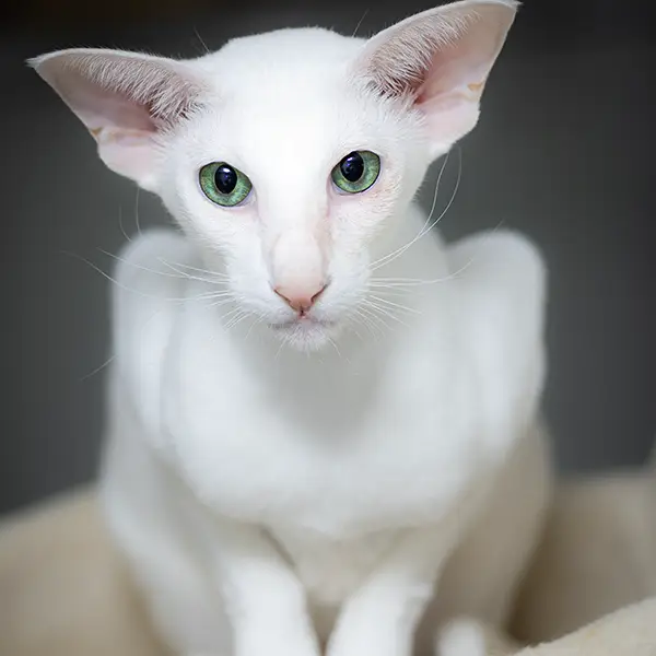 one-photo-studio-animal-photography14