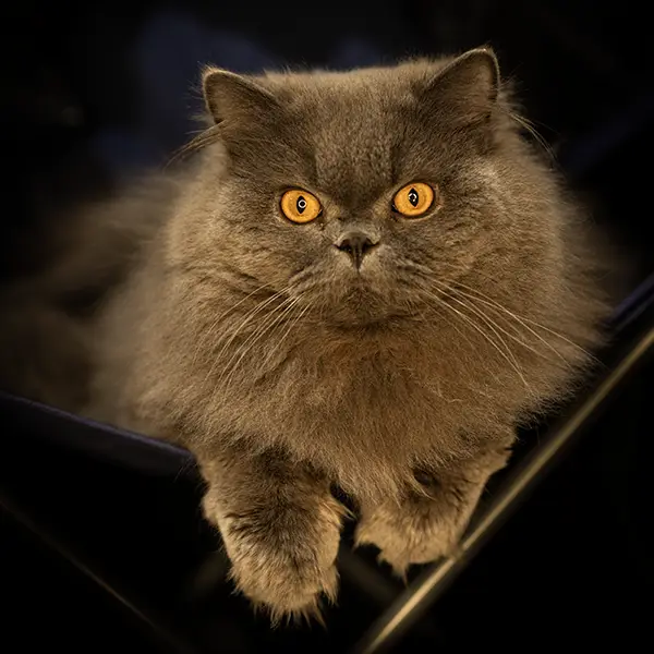 one-photo-studio-animal-photography17