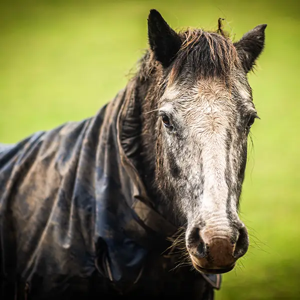 one-photo-studio-animal-photography19