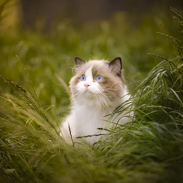 one-photo-studio-animal-photography2