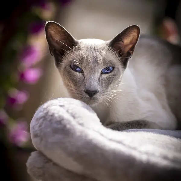 one-photo-studio-animal-photography5