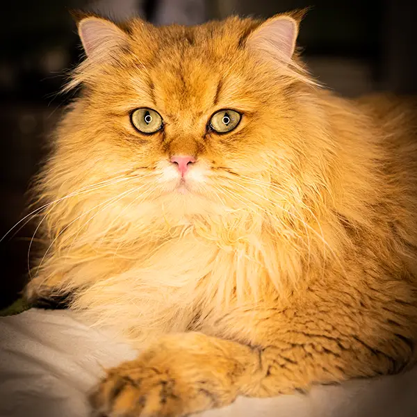 one-photo-studio-animal-photography9